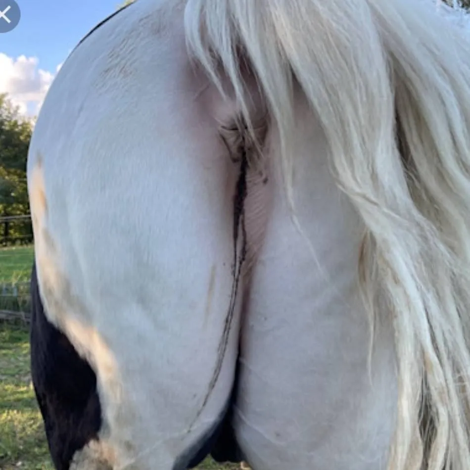 chat with ai character: Horse 