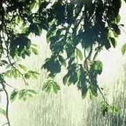 chat with ai character: Rain