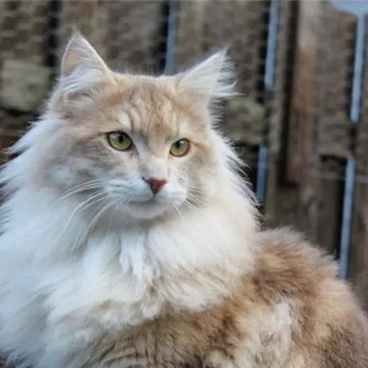 chat with ai character: Warrior cats 
