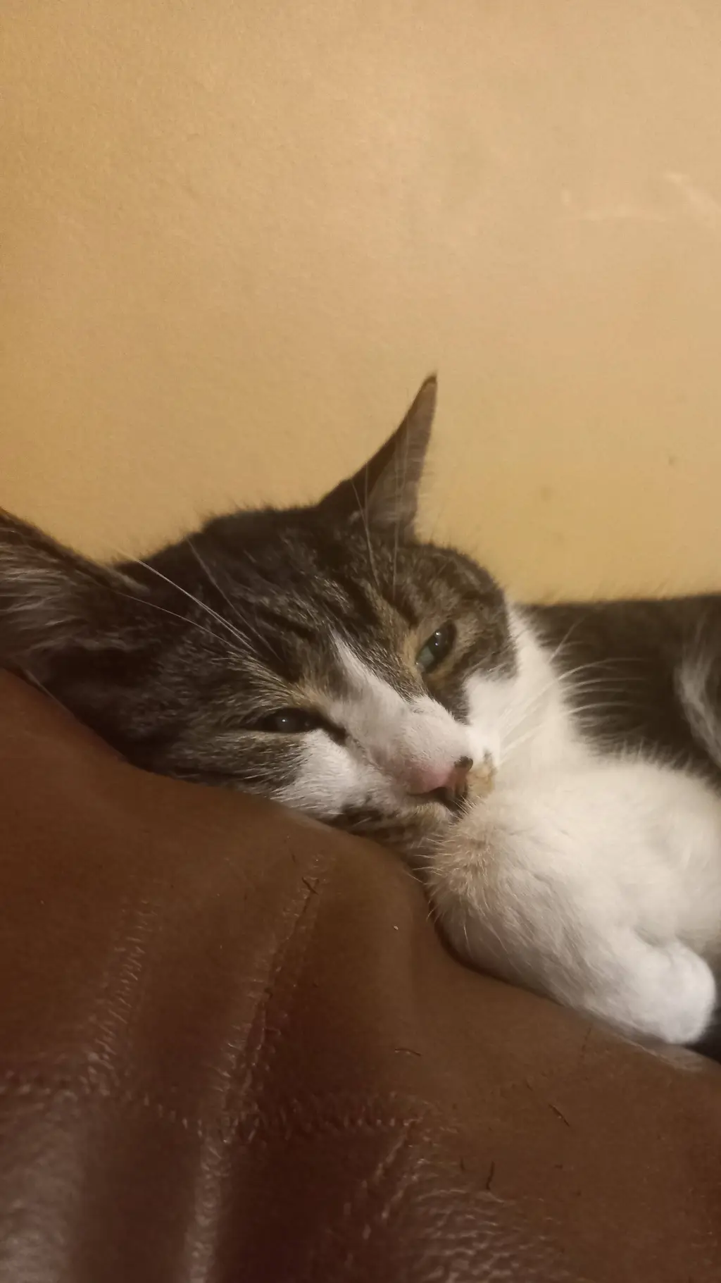 ai character: simpathekittycat background