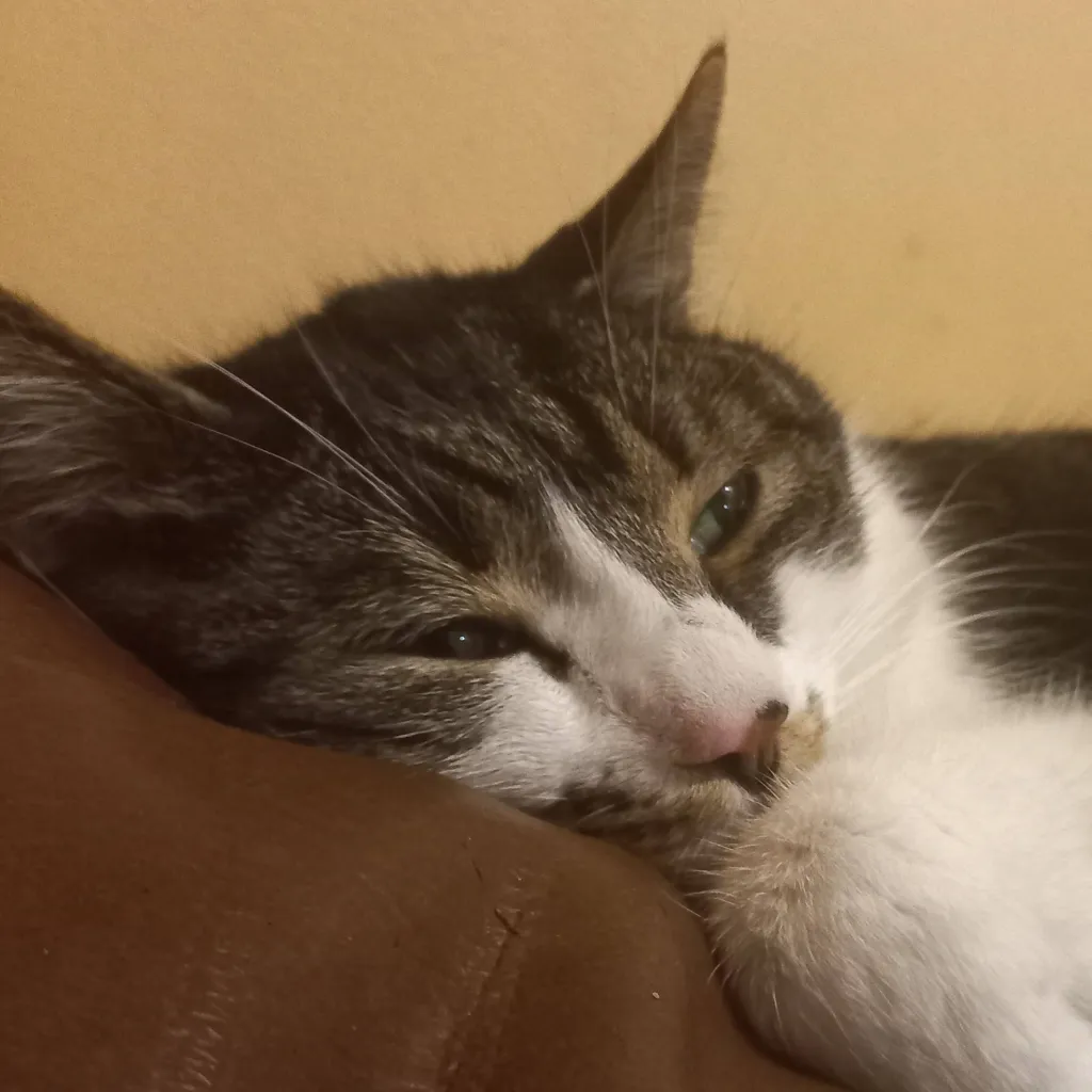 chat with ai character: simpathekittycat