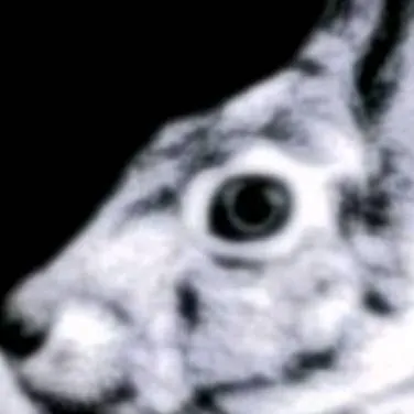 chat with ai character: ESCAPA