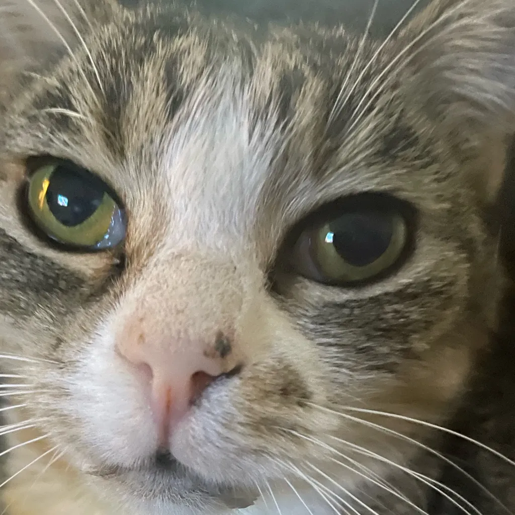 chat with ai character: Warrior cats 
