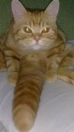 ai character: ThunderClan WC  background