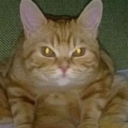chat with ai character: ThunderClan WC 