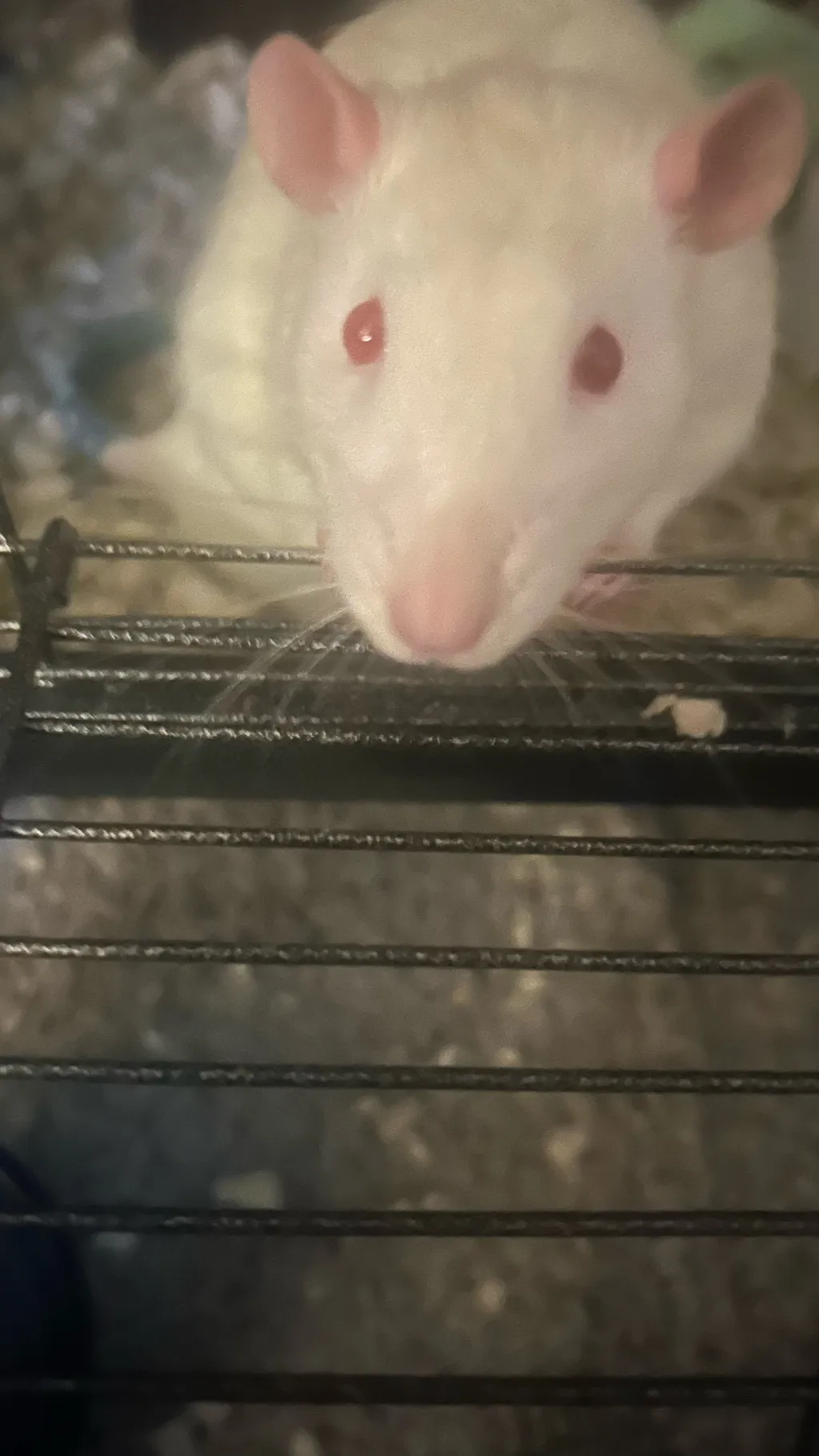 ai character: My cute rats😭 background