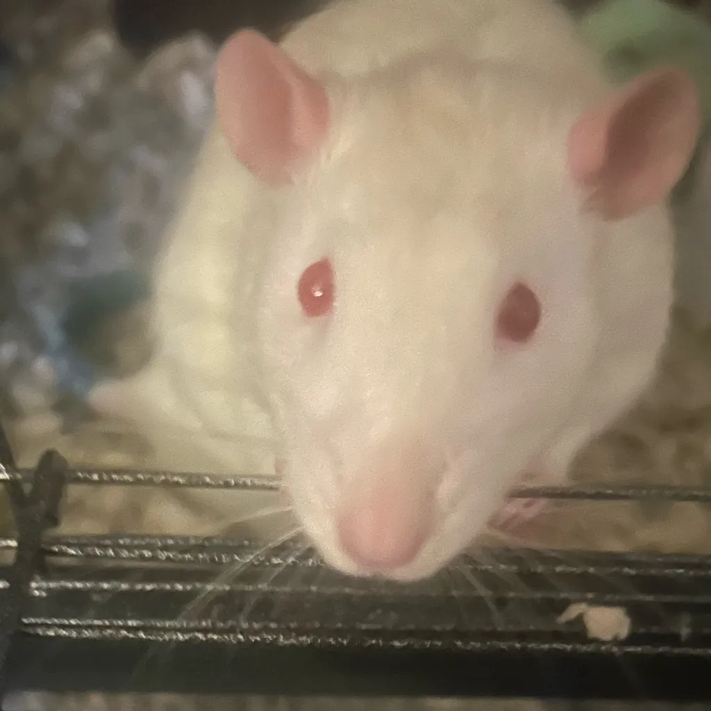 chat with ai character: My cute rats😭