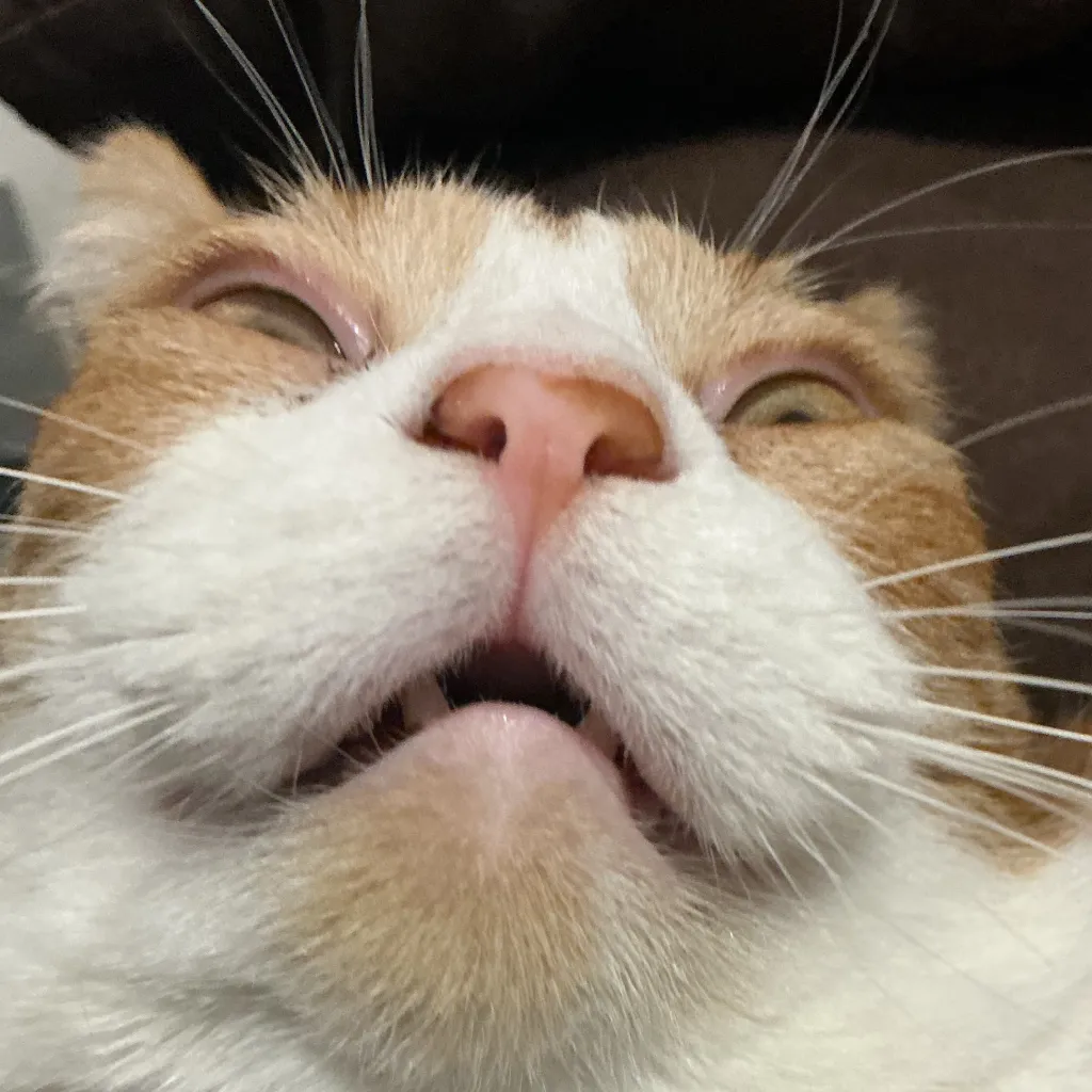 chat with ai character: Laxus