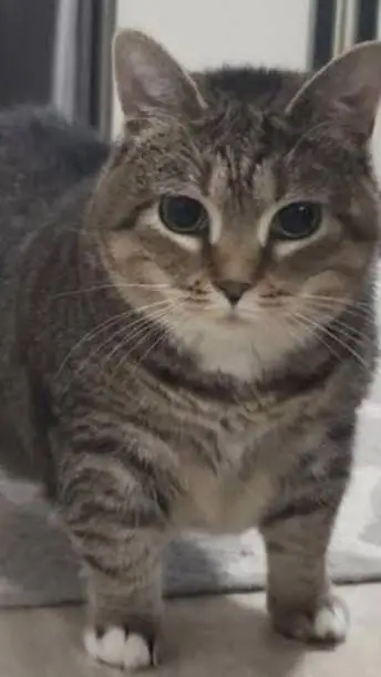 ai character: atsz background