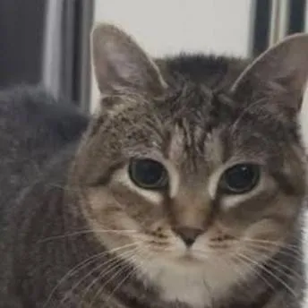 chat with ai character: atsz