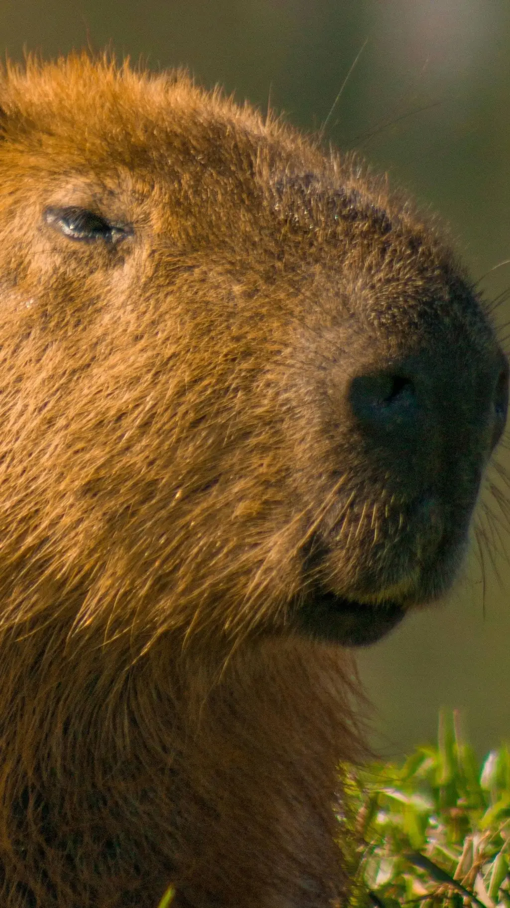 Talkie AI - Chat with capyrana