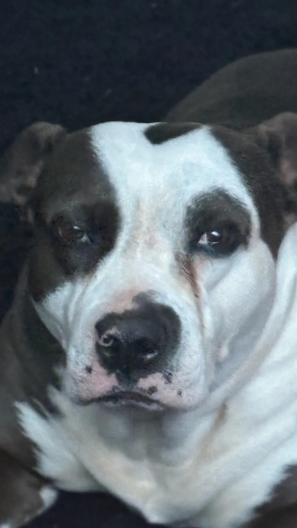 ai character: My dog irl background