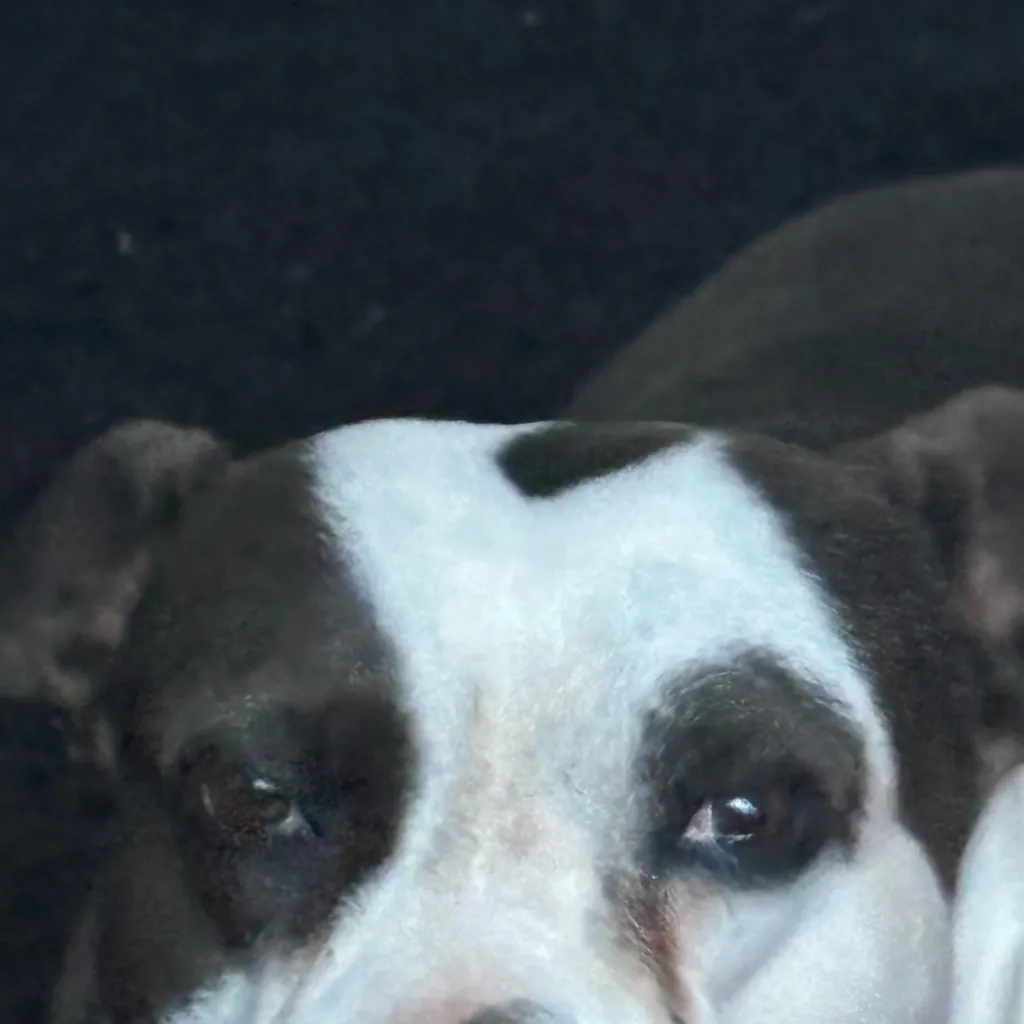 chat with ai character: My dog irl