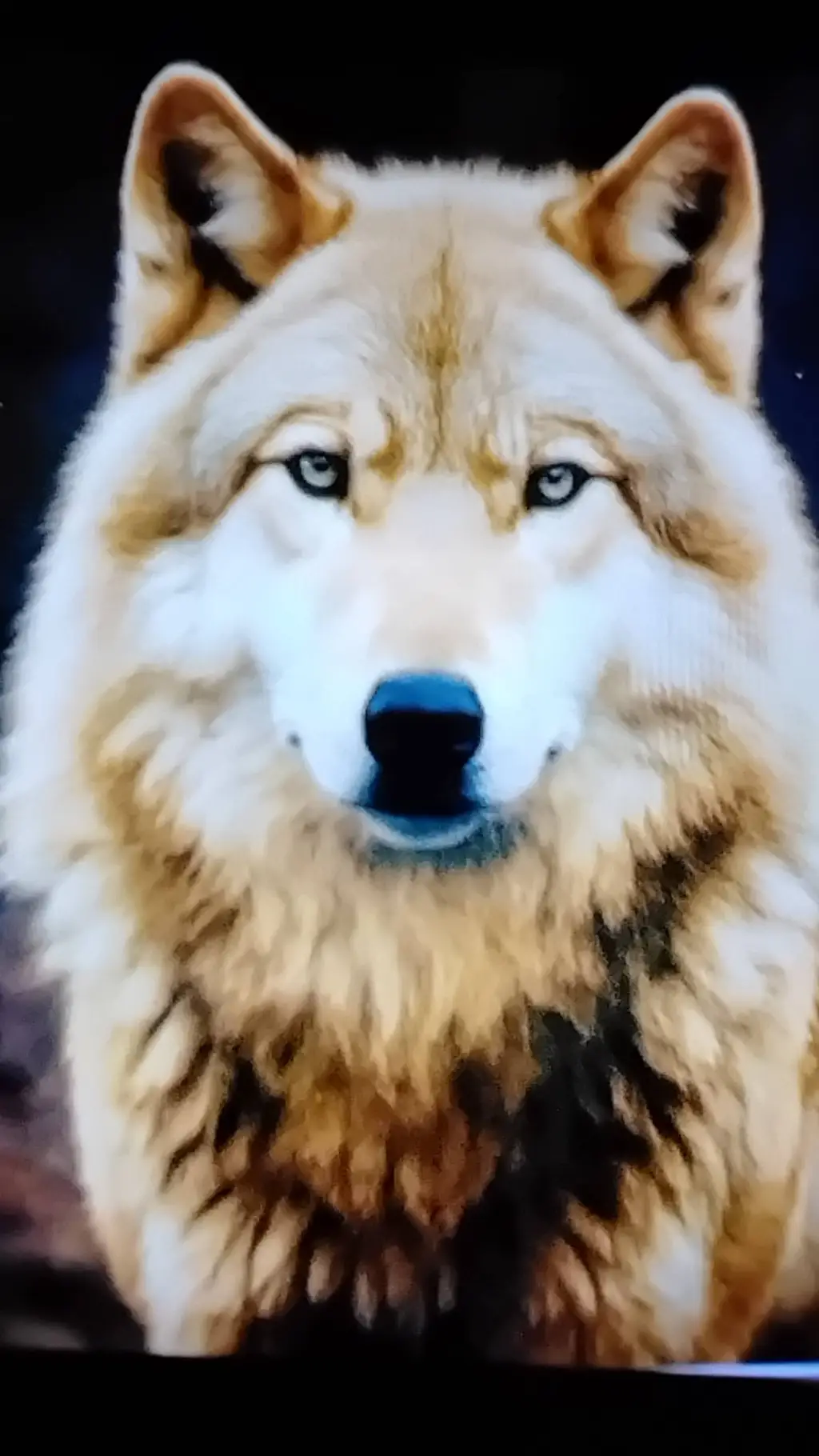 ai character: Sandy Wolf background