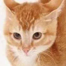 chat with ai character: El buen gallo