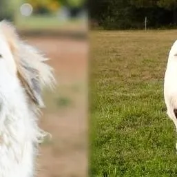 chat with ai character: great vs pitbull 