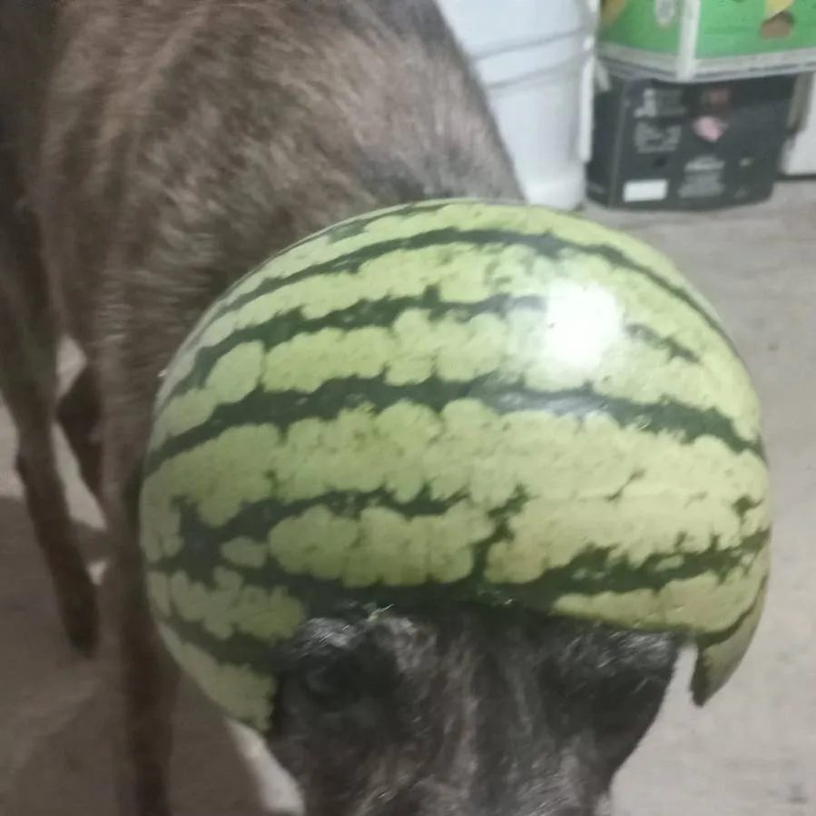 chat with ai character: bluudud cd