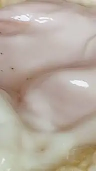 ai character: tokito es tuyo  background