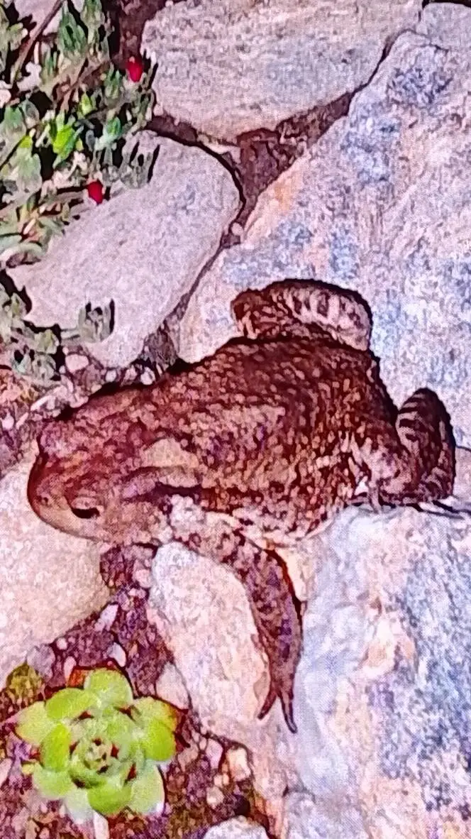 ai character: toad  background