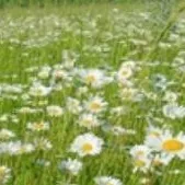 chat with ai character: DW meets....a kare