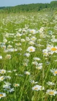 ai character: DW meets a u background