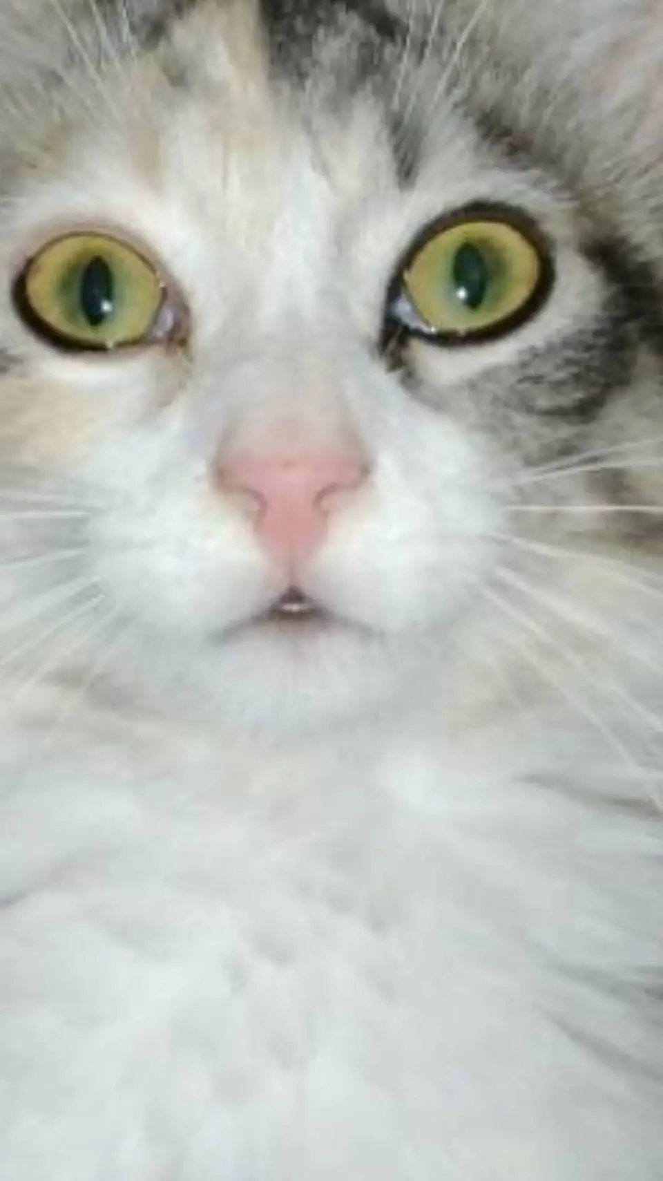 ai character: ~♡astro♡~ background