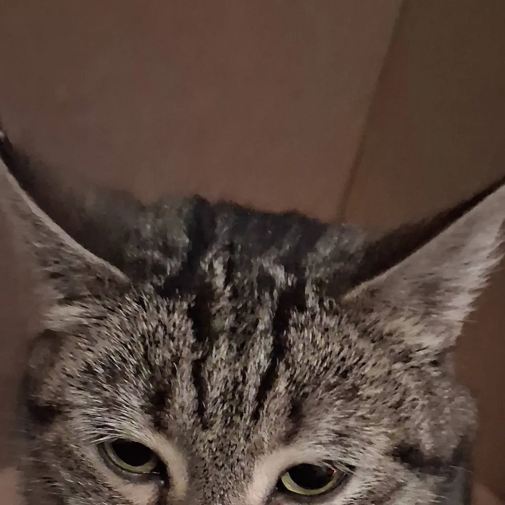 chat with ai character: BUBBLES 