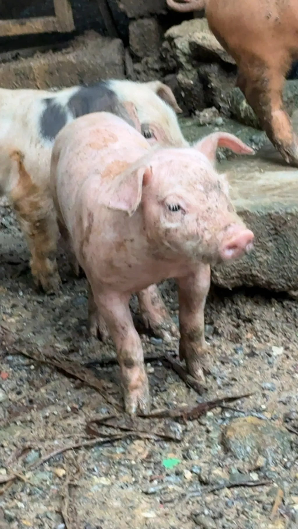 ai character: Piggies background