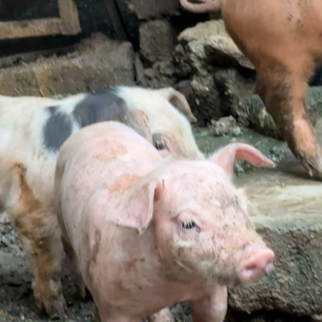 chat with ai character: Piggies