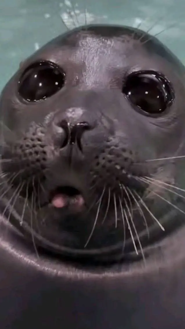 ai character: seal background