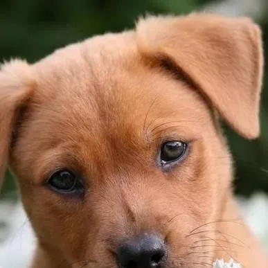 chat with ai character: lastmemoryofmydog