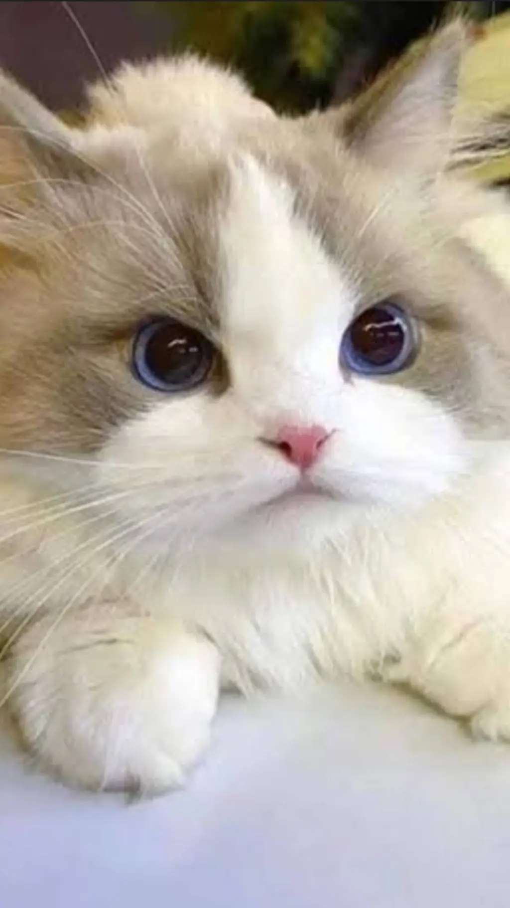 ai character: Angel  background