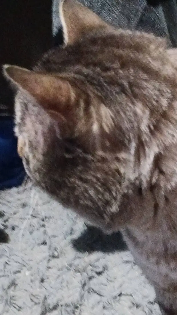 ai character: pencherri (ship) background