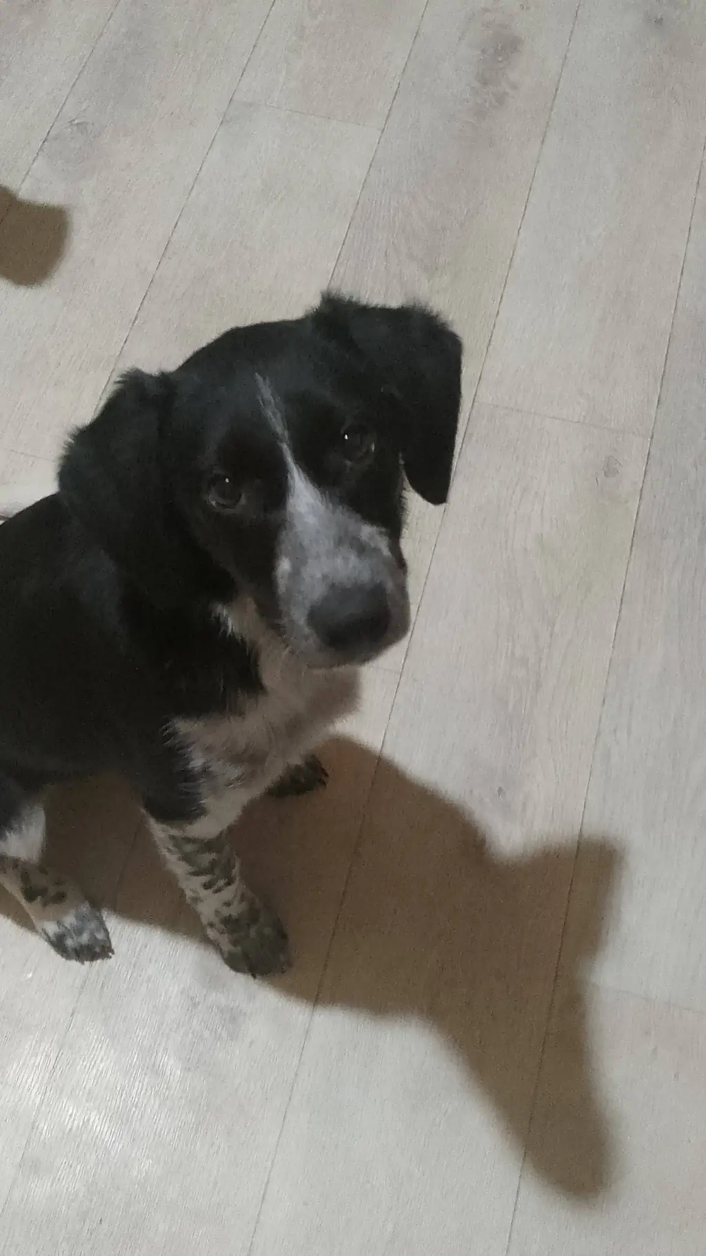 ai character: Акула background