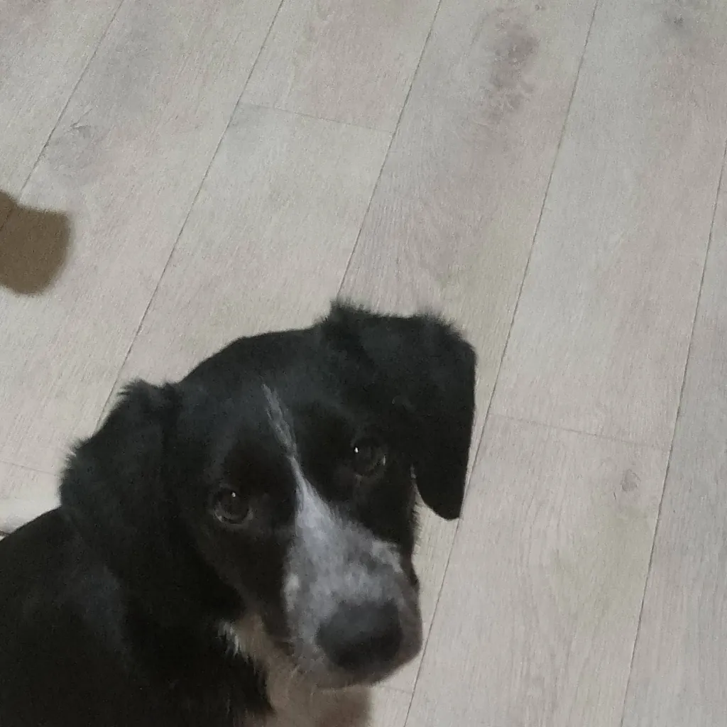 chat with ai character: Акула