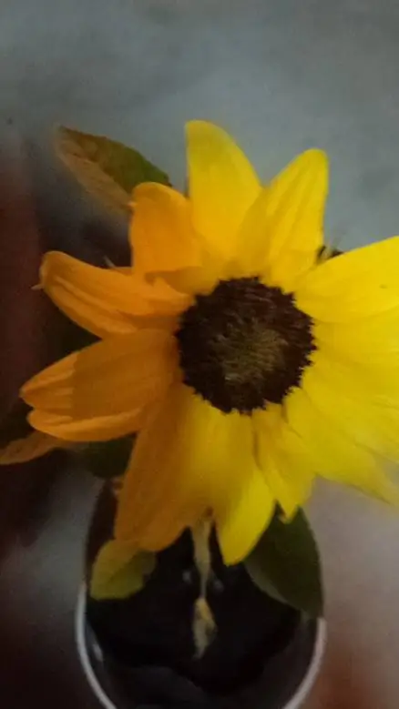 ai character: pvs girasol 🗿 background