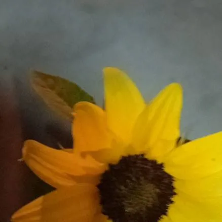 chat with ai character: pvs girasol 🗿