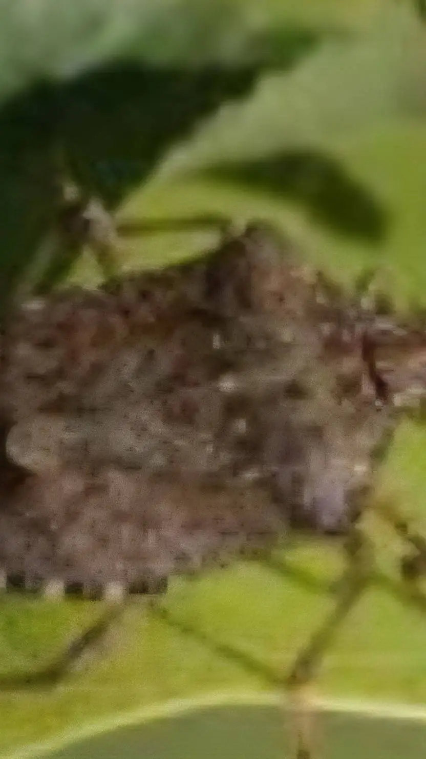 ai character: STINK BUG  background