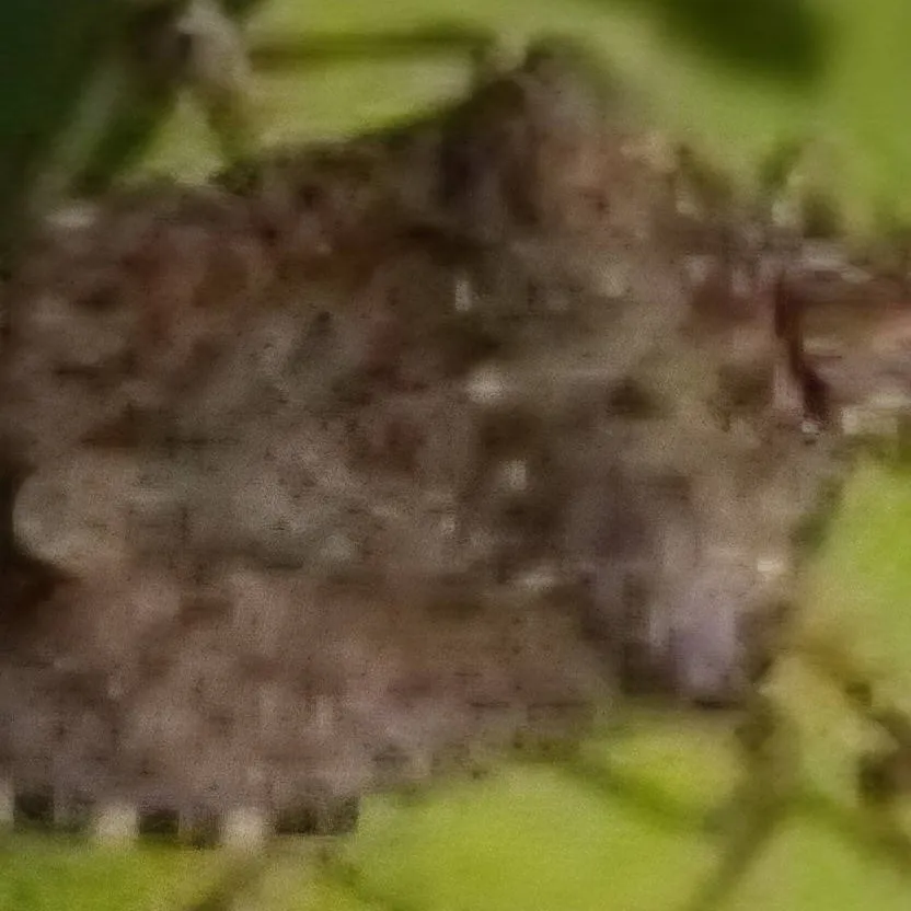 chat with ai character: STINK BUG 