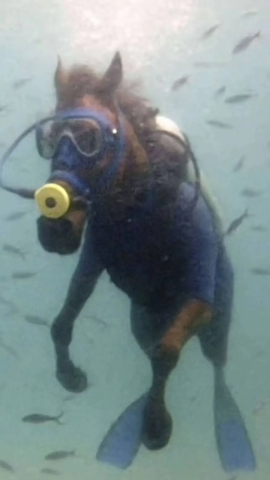 ai character: caballo buceador  background