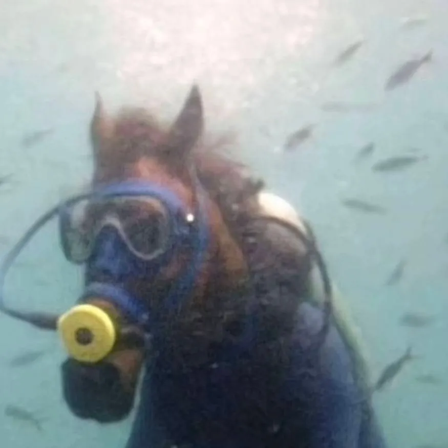 chat with ai character: caballo buceador 