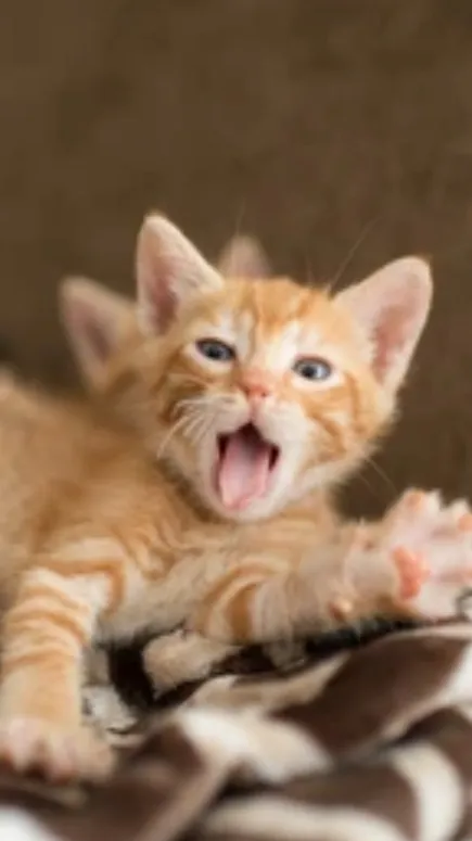 ai character: Cute kitty background