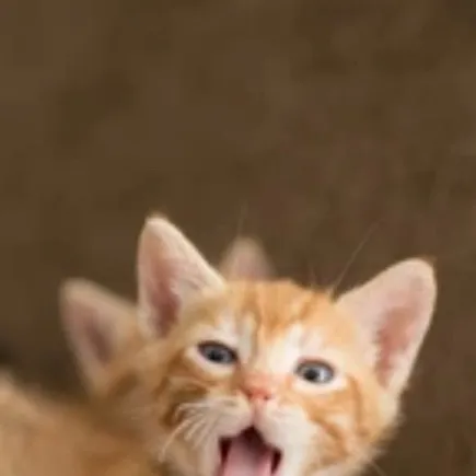 chat with ai character: Cute kitty