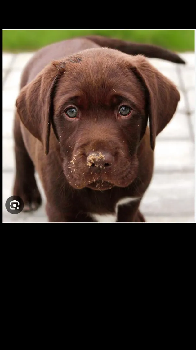 ai character: Puppy background