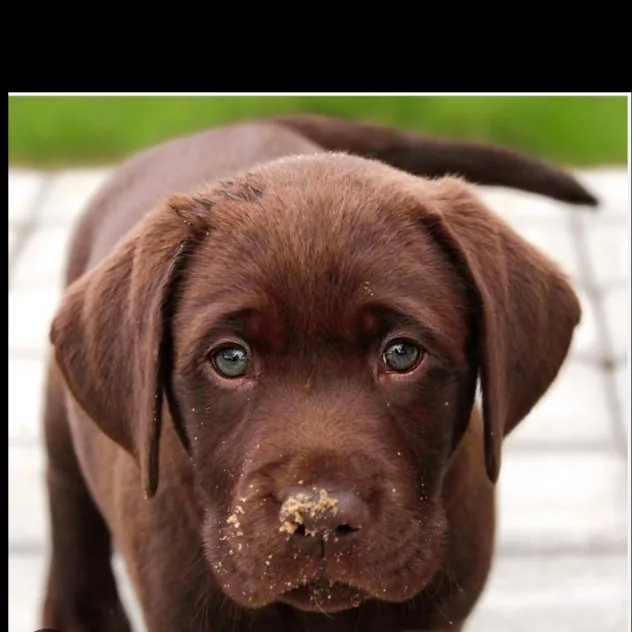 chat with ai character: Puppy