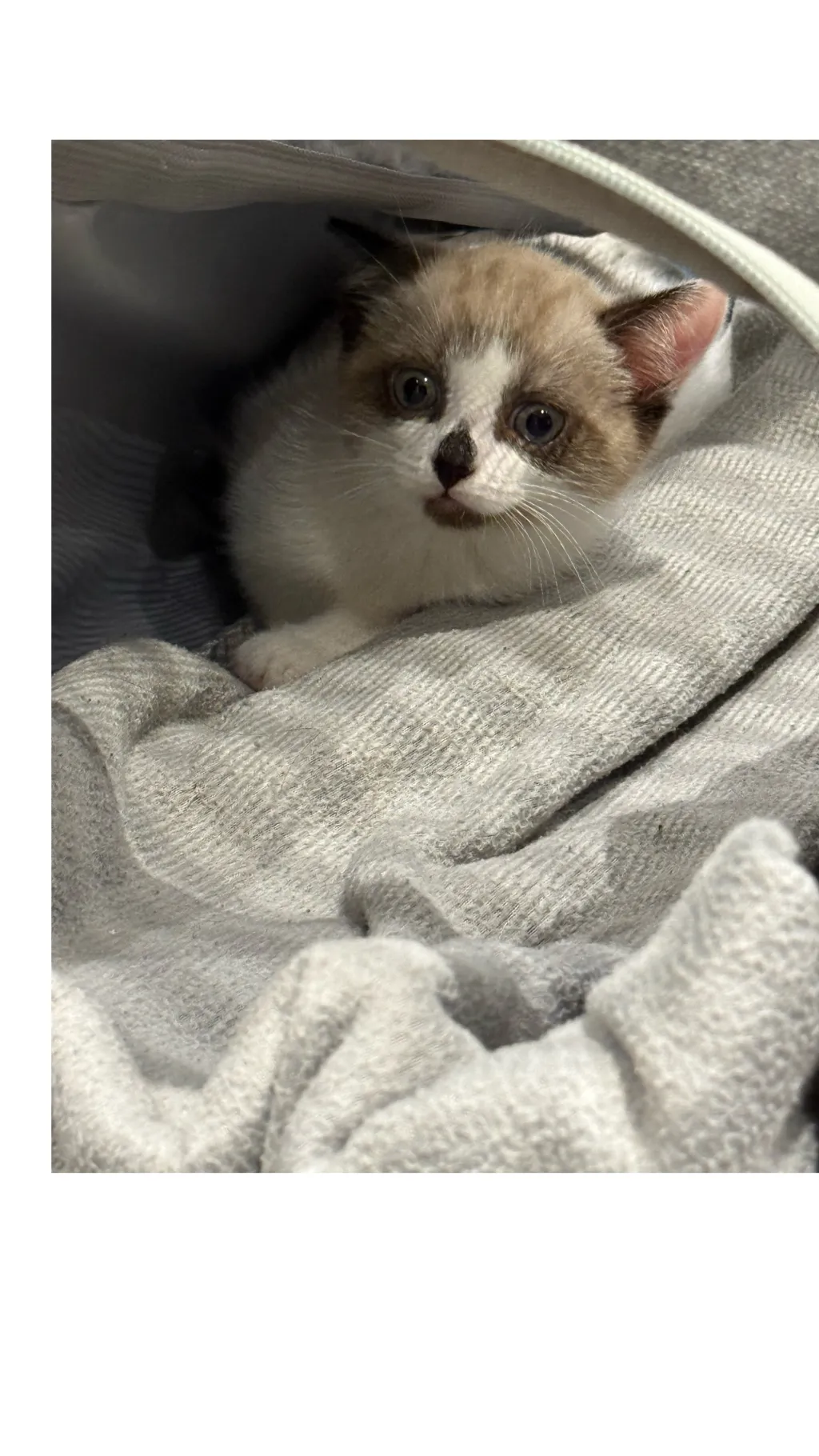 ai character: My kitten background