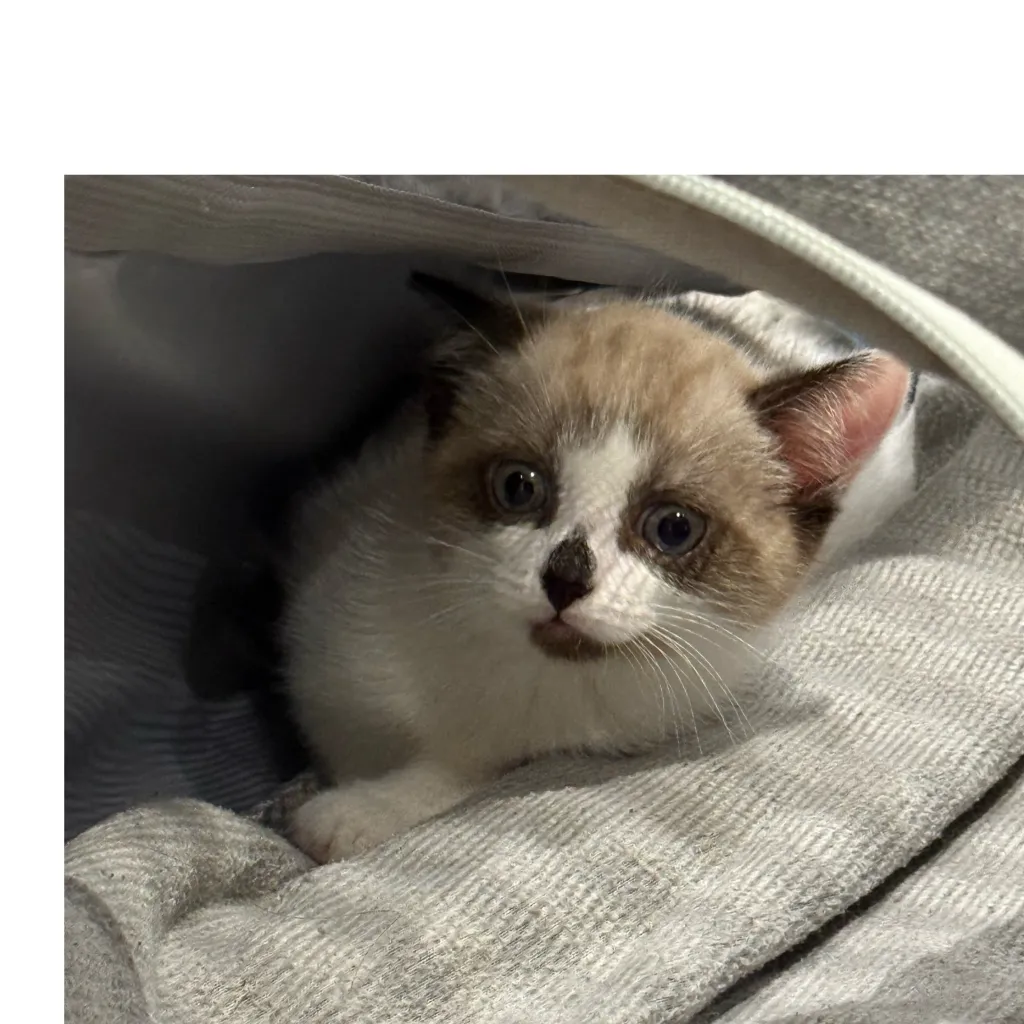 chat with ai character: My kitten