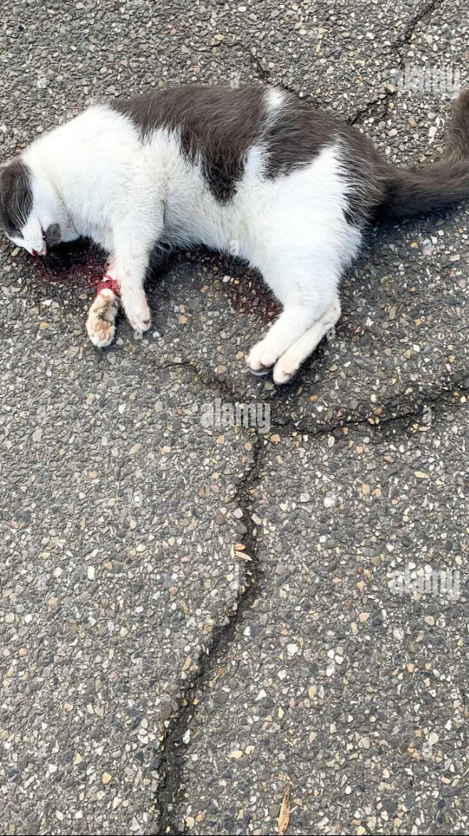 ai character: Injured cat￼ background