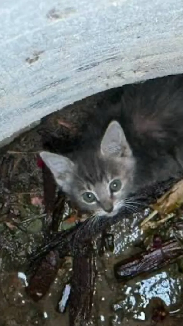 ai character: Trapped kitten background