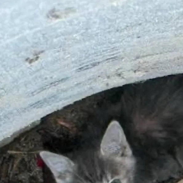 chat with ai character: Trapped kitten